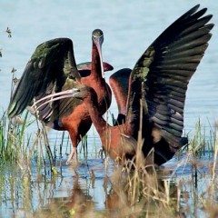 New Book Launched on Birds of the Algarve