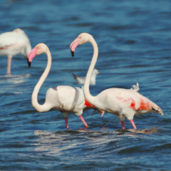 From the life of the Flamingo