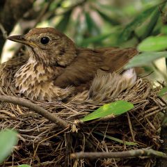 The life of the song thrush – A regular winter guest to the Algarve