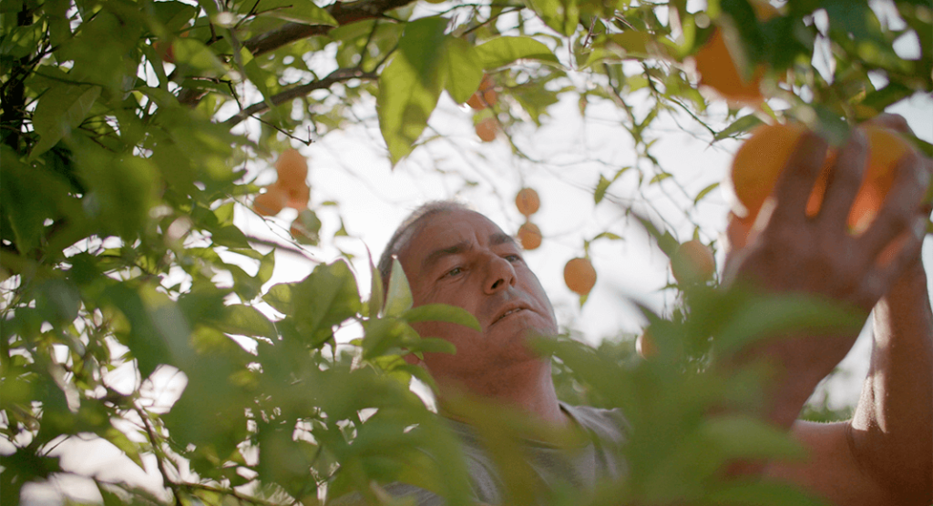The Orange Life of the Algarve Short Film Inside Carvoeiro