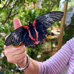 The first butterfly garden in the Algarve has opened in Zoomarine