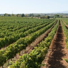 How a regional winery in Lagoa embraces tradition to produce great results