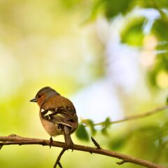 Lagoa to celebrate International Ecology Day with free workshops at Fontes de Estômbar this September