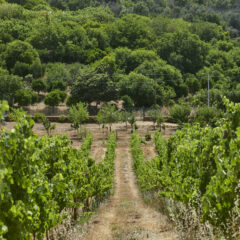 Quinta dos Sentidos winery is a bountiful estate near the Arade River sure to delight the senses