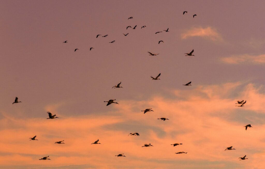 Flock of storks at sunset