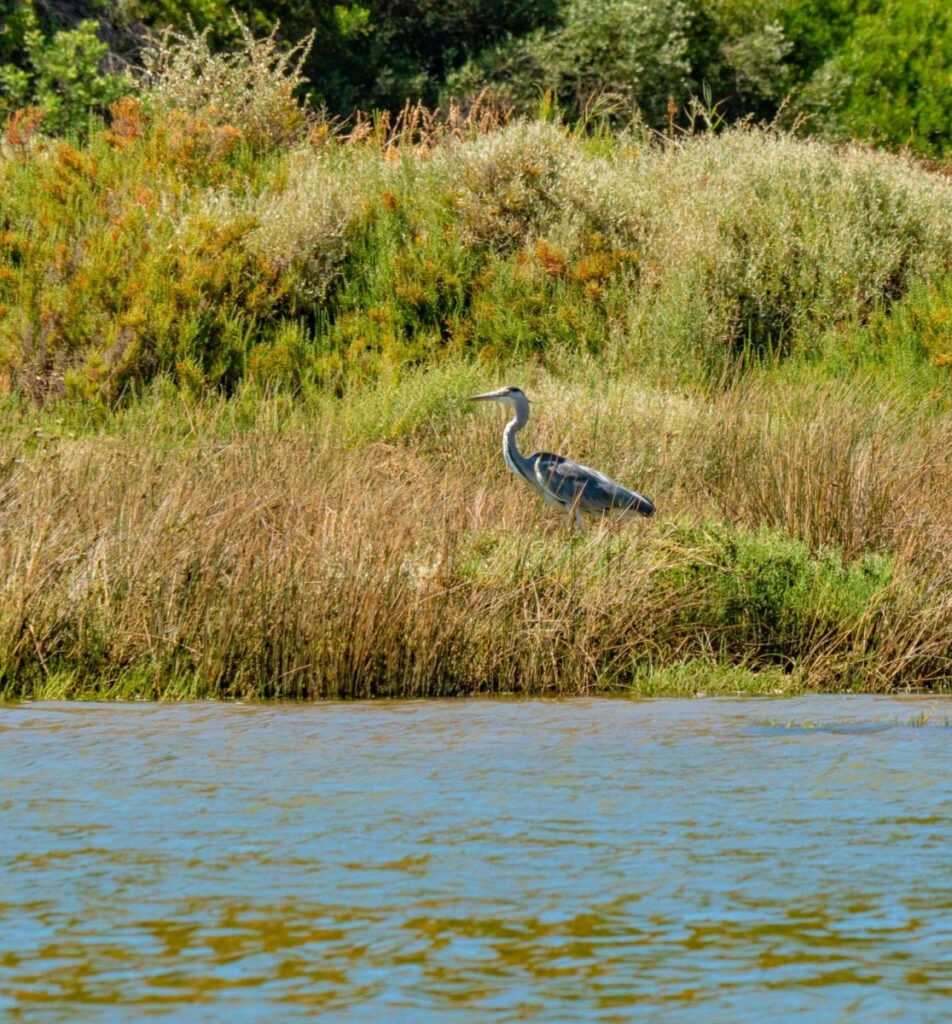 Great Blue Heron on the banks of the Arade