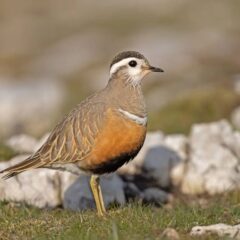 Sagres Birdwatching Festival identifies 146 species and reaffirms its status as an eco-tourism attraction