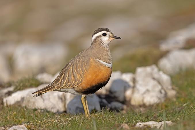 Eurasian dotterel