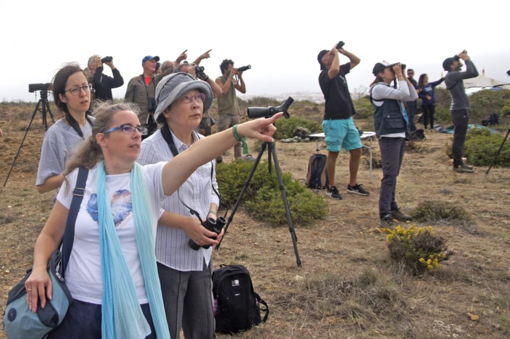 Sagres Birdwatching Festival 3