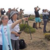 It’s time for the Sagres Birdwatching Festival!