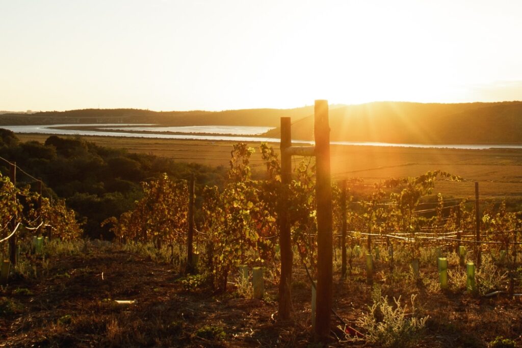 Arvad Wine Estômbar, Lagoa 