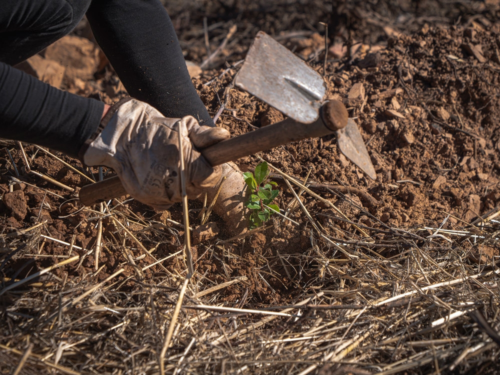 Medronheiro tree planting (Arbutus unedo) ©GEOTA