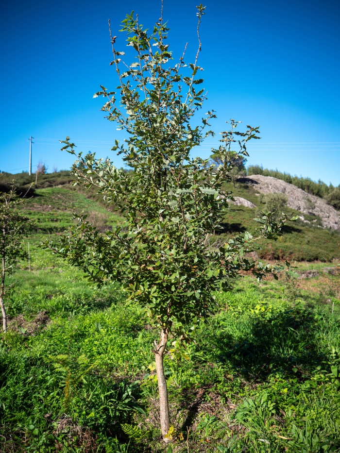 Monchique Oak ©GEOTA