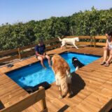 Canine Paradise: Lagoa’s new dog daycare for pets to play, socialise, and thrive