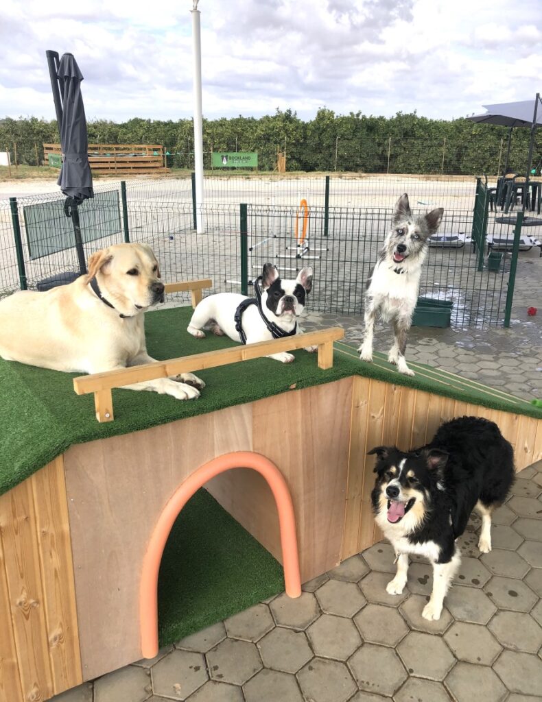 pet daycare Bockland, Lagoa, Algarve