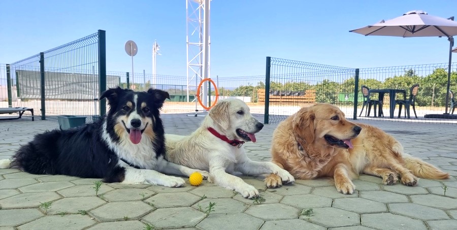 pet daycare Bockland, Lagoa, Algarve